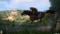Kingdom Come Deliverance Steam Key