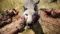 Far Cry Primal Uplay Key